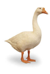 goose